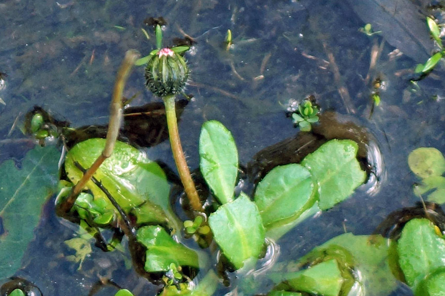 Bellis annua / Pratolina annuale